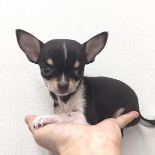 チワワ
