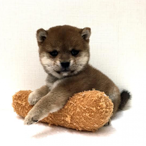 柴犬