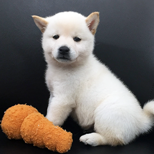 柴犬