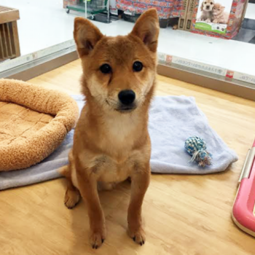 柴犬