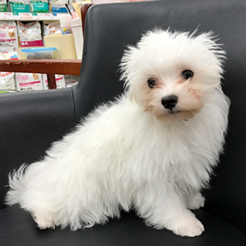 マルチーズ