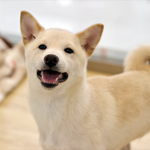柴犬