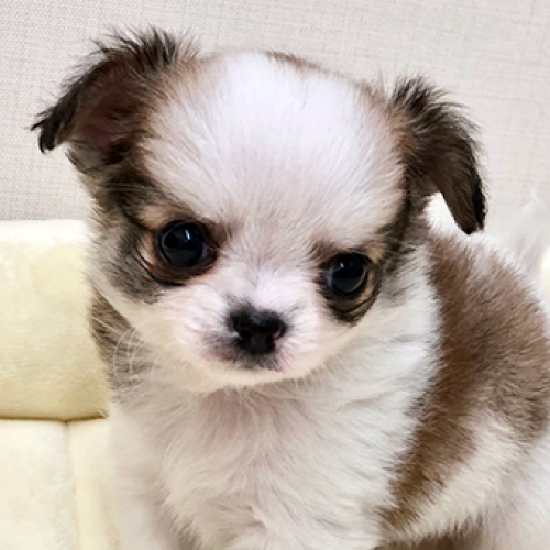 チワワ