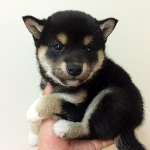 柴犬