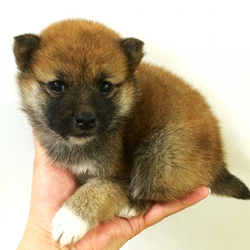 柴犬