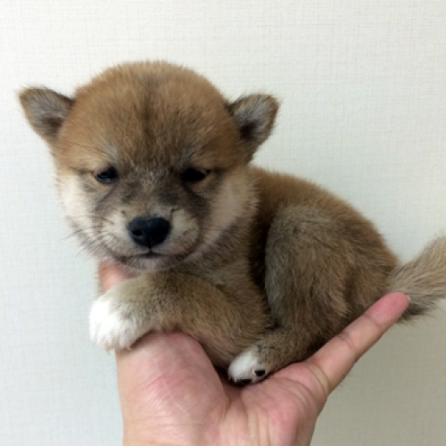 柴犬