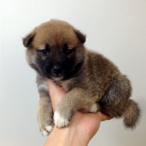 柴犬