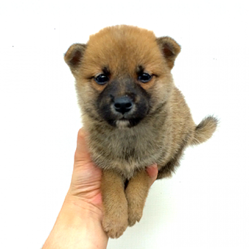 柴犬