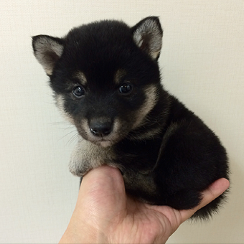 柴犬