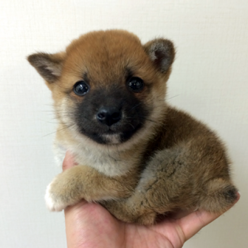 柴犬