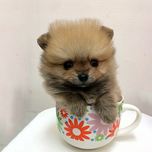ポメラニアン