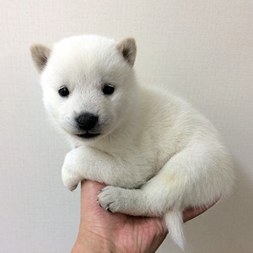 北海道犬
