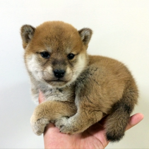 柴犬