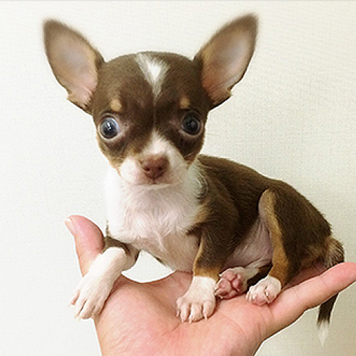 チワワ