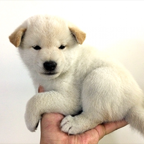 柴犬