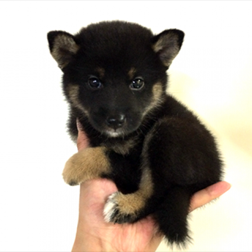 柴犬