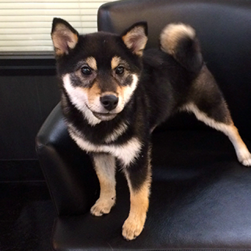 柴犬