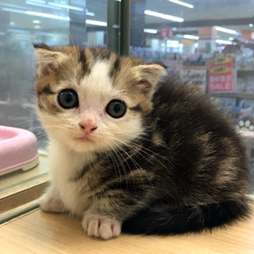 マンチカン