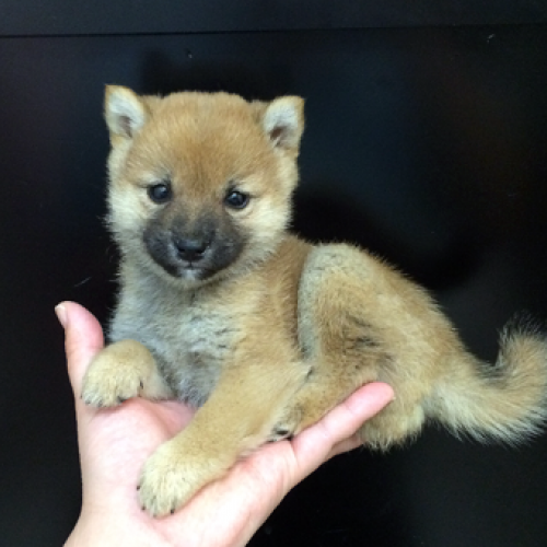 柴犬
