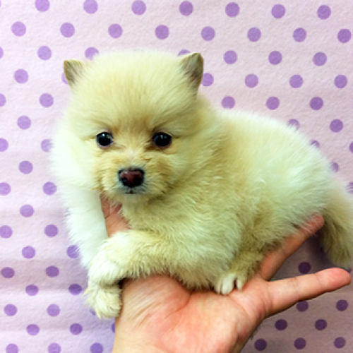 ポメラニアン