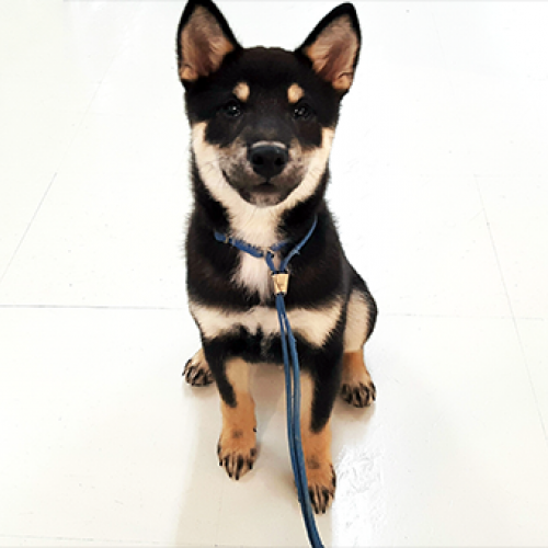 柴犬