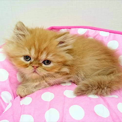 エキゾチック