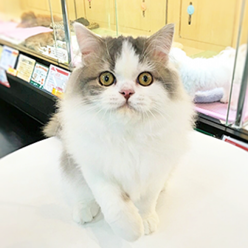 ラガマフィン