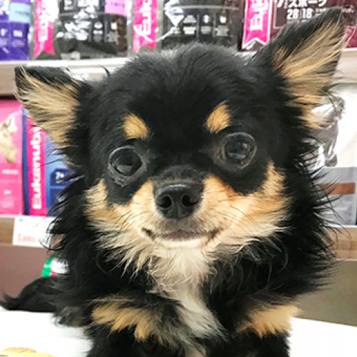 チワワ
