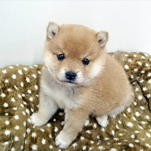 柴犬