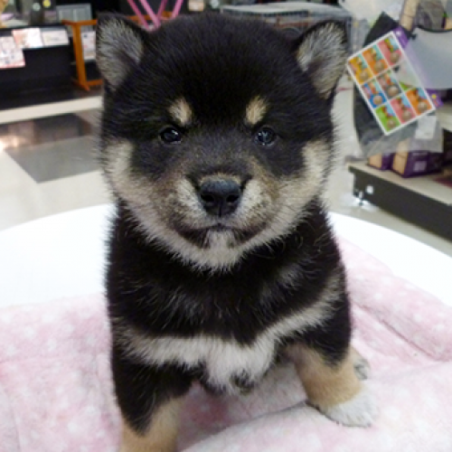 柴犬