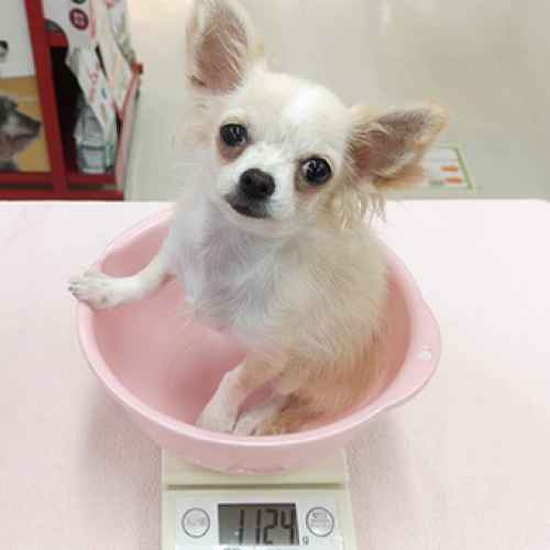 チワワ