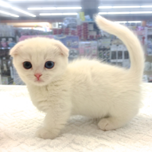 マンチカン