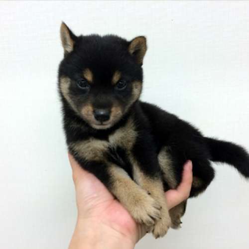 柴犬