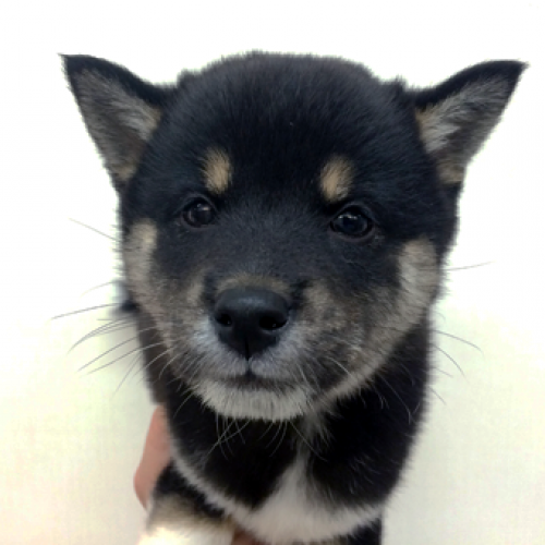 柴犬