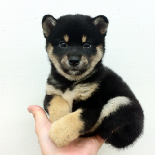 柴犬