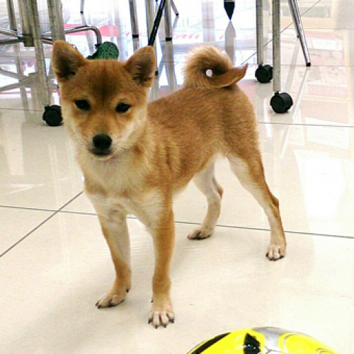 豆柴
