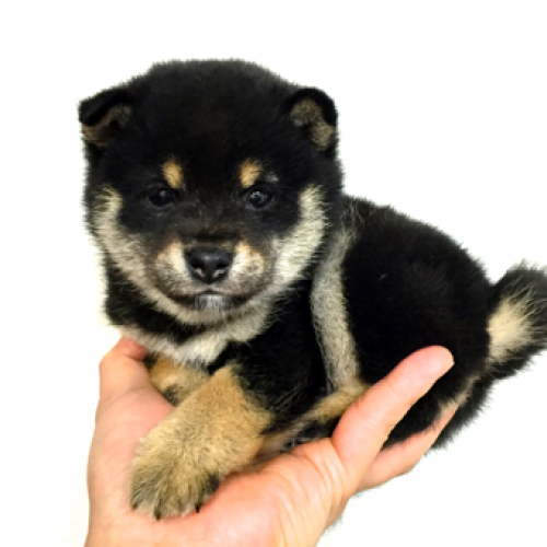 柴犬
