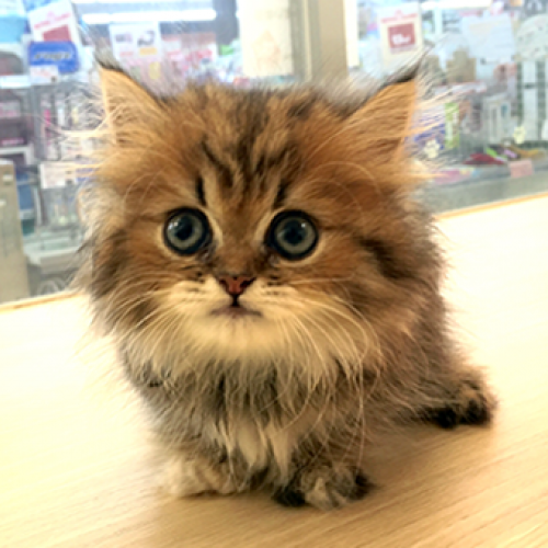 マンチカン