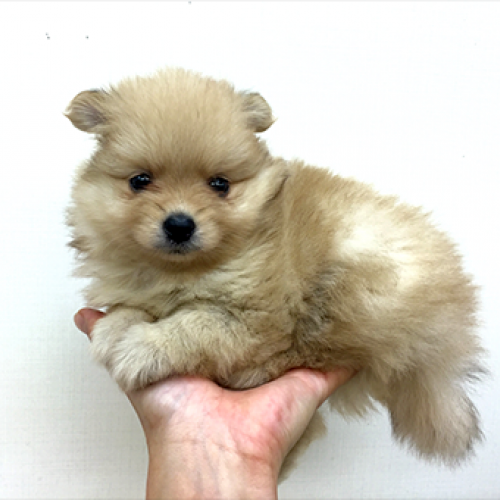 ポメラニアン