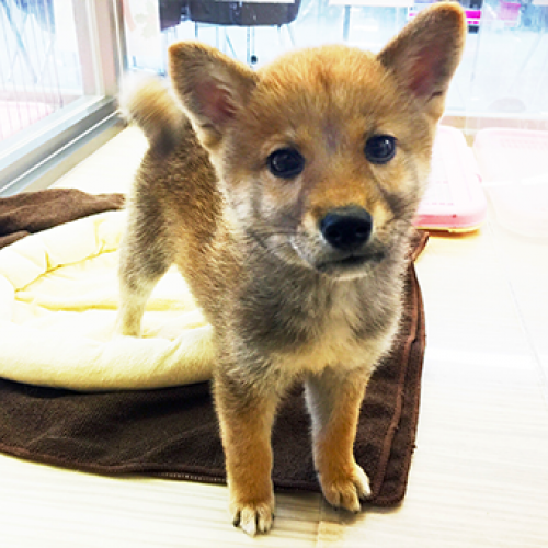 柴犬