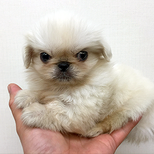 ペキニーズ