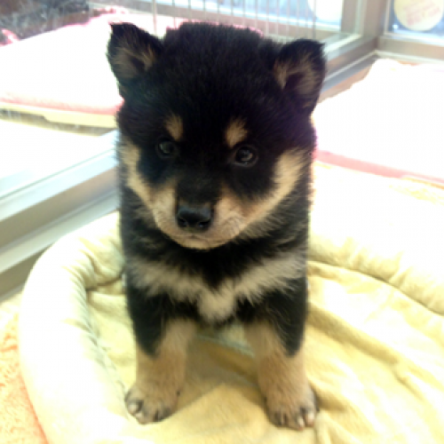柴犬