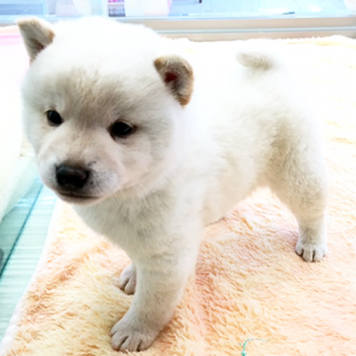 柴犬