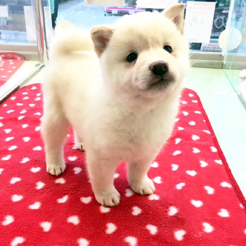 柴犬
