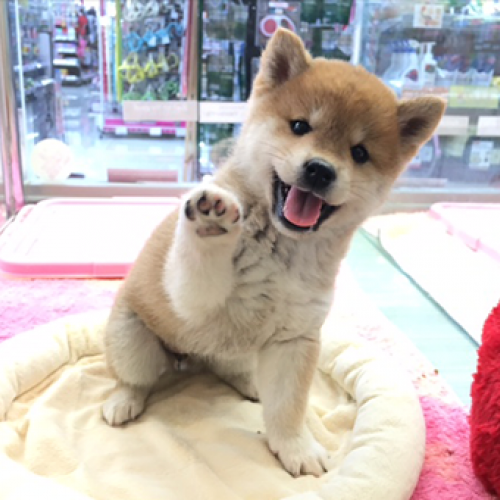 柴犬