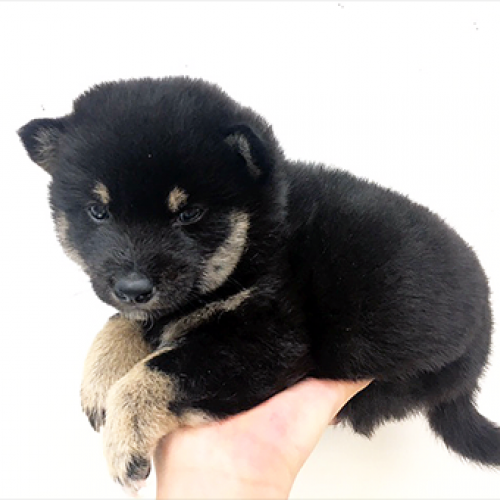 柴犬