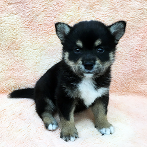 柴犬