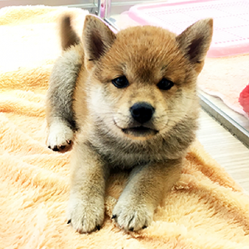 柴犬