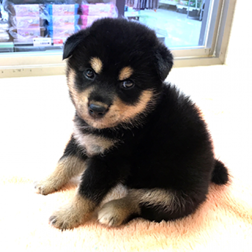 柴犬