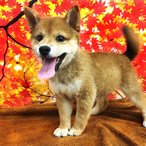 柴犬